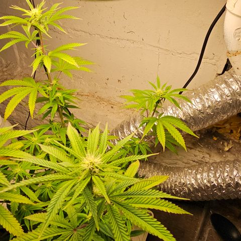 Wine Mom Ithacan Genetics  growlog timeline photo