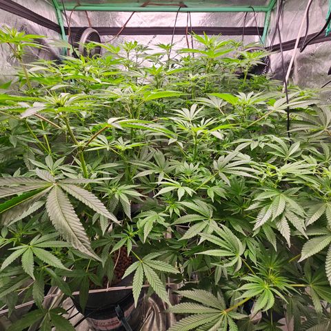 Wine Mom Ithacan Genetics  growlog timeline photo