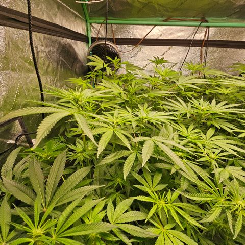 Wine Mom Ithacan Genetics  growlog timeline photo