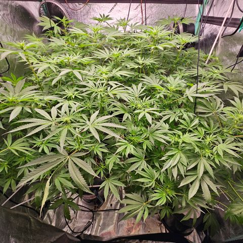 Wine Mom Ithacan Genetics  growlog timeline photo