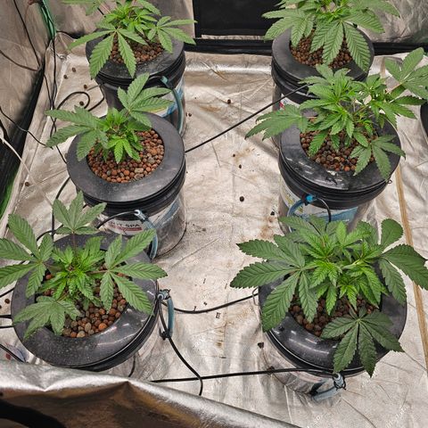 Grape Mint Cookie  growlog timeline photo