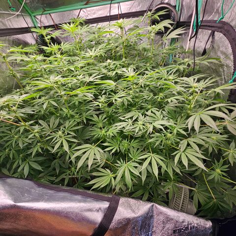 Wine Mom Ithacan Genetics  growlog timeline photo