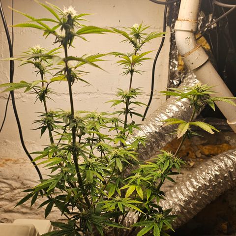 Wine Mom Ithacan Genetics  growlog timeline photo
