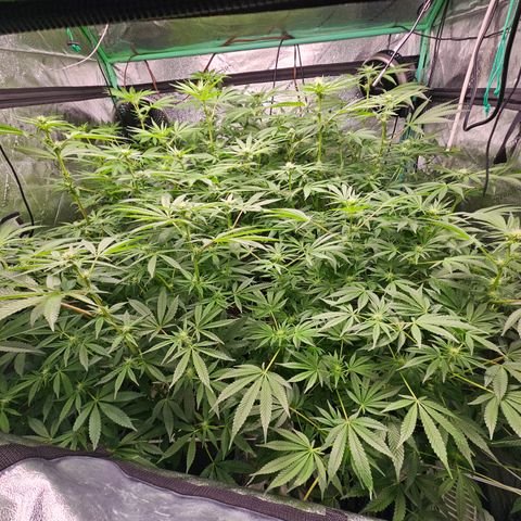 Wine Mom Ithacan Genetics  growlog timeline photo