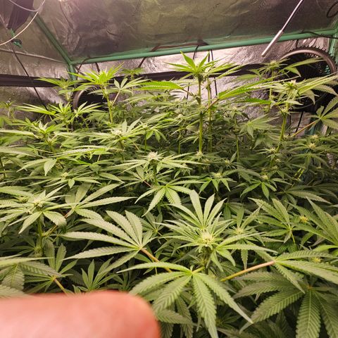 Wine Mom Ithacan Genetics  growlog timeline photo