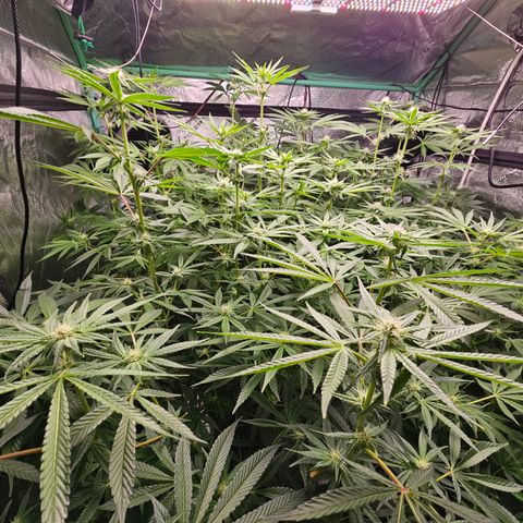 Wine Mom Ithacan Genetics  growlog timeline photo