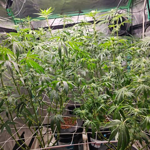 Wine Mom Ithacan Genetics  growlog timeline photo