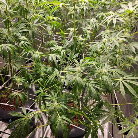 Wine Mom Ithacan Genetics  growlog timeline photo