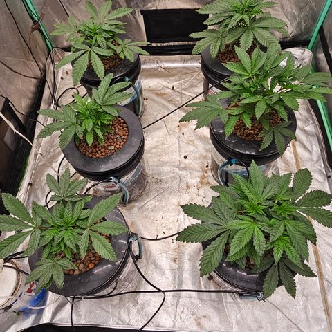Grape Mint Cookie  growlog timeline photo