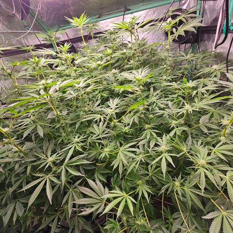 Wine Mom Ithacan Genetics  growlog timeline photo