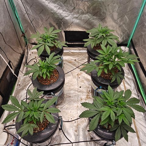 Grape Mint Cookie  growlog timeline photo