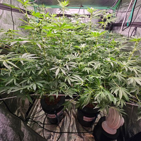 Wine Mom Ithacan Genetics  growlog timeline photo