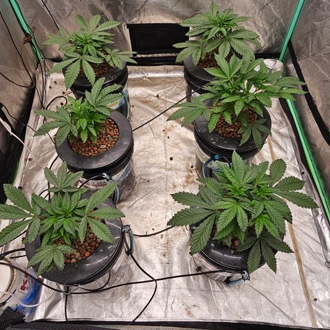 Grape Mint Cookie  growlog timeline photo
