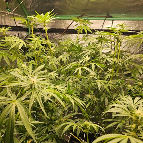 Wine Mom Ithacan Genetics  growlog timeline photo