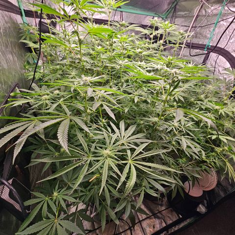 Wine Mom Ithacan Genetics  growlog timeline photo