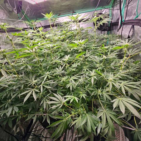 Wine Mom Ithacan Genetics  growlog timeline photo