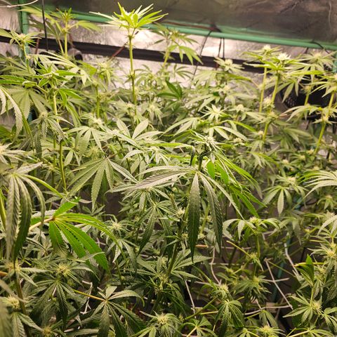 Wine Mom Ithacan Genetics  growlog timeline photo
