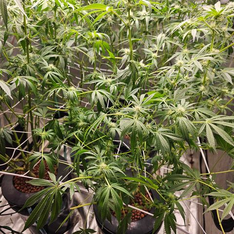 Wine Mom Ithacan Genetics  growlog timeline photo