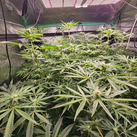 Wine Mom Ithacan Genetics  growlog timeline photo