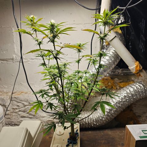 Wine Mom Ithacan Genetics  growlog timeline photo