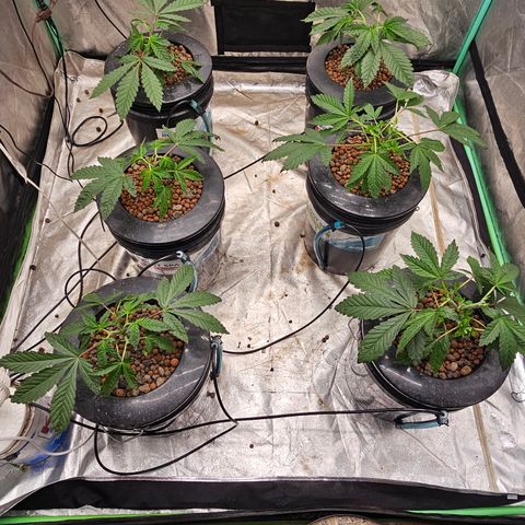Grape Mint Cookie  growlog timeline photo