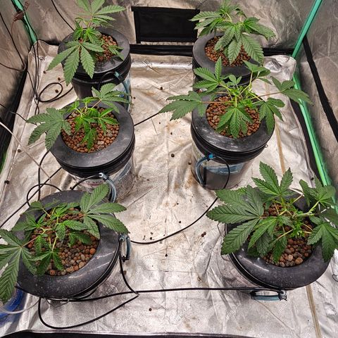 Grape Mint Cookie  growlog timeline photo