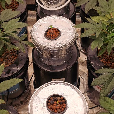 Vibes #3 growlog timeline photo