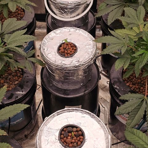 Vibes #3 growlog timeline photo