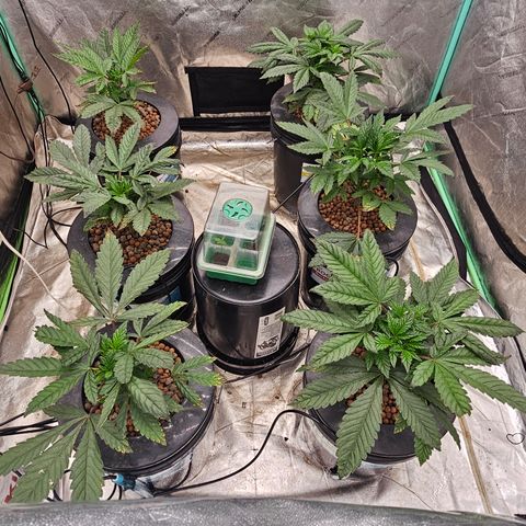 Grape Mint Cookie  growlog timeline photo