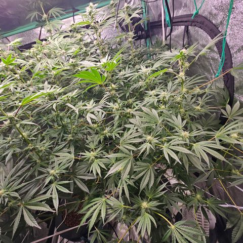 Wine Mom Ithacan Genetics  growlog timeline photo