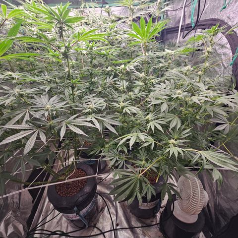 Wine Mom Ithacan Genetics  growlog timeline photo