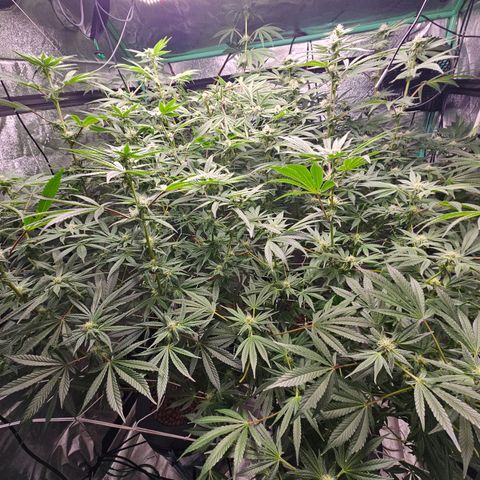 Wine Mom Ithacan Genetics  growlog timeline photo