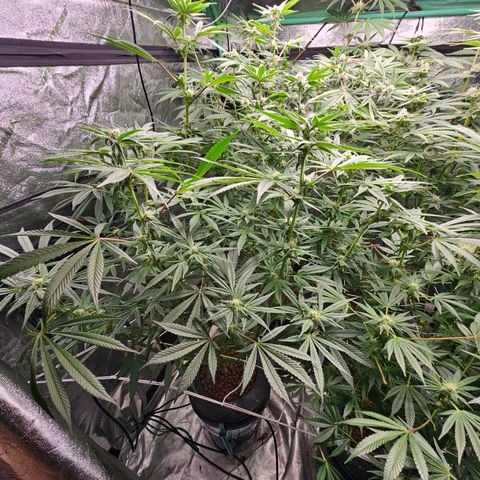 Wine Mom Ithacan Genetics  growlog timeline photo