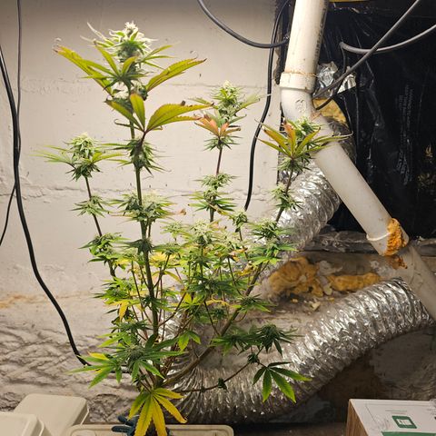 Wine Mom Ithacan Genetics  growlog timeline photo