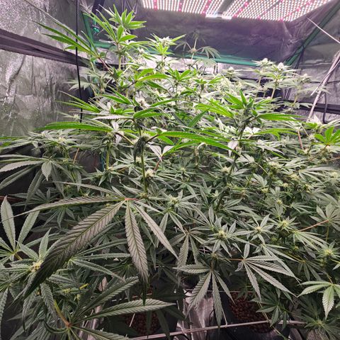 Wine Mom Ithacan Genetics  growlog timeline photo