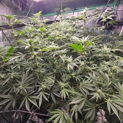Wine Mom Ithacan Genetics  growlog timeline photo