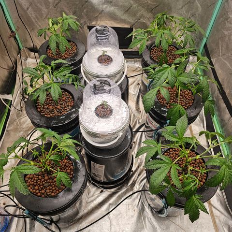 Grape Mint Cookie  growlog timeline photo