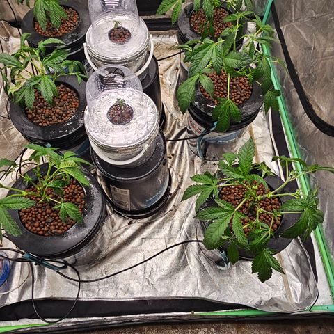Grape Mint Cookie  growlog timeline photo