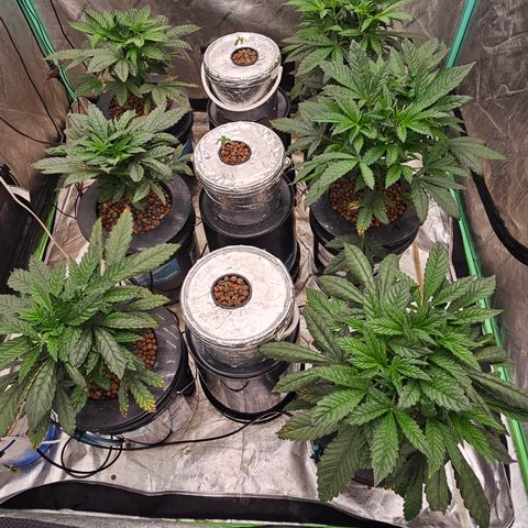Grape Mint Cookie  growlog timeline photo