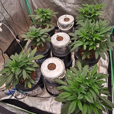 Grape Mint Cookie  growlog timeline photo