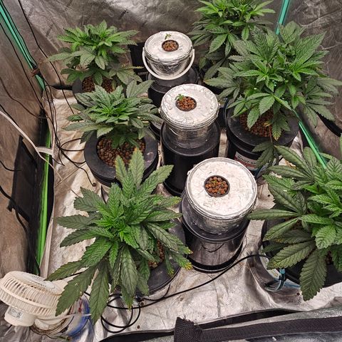 Grape Mint Cookie  growlog timeline photo