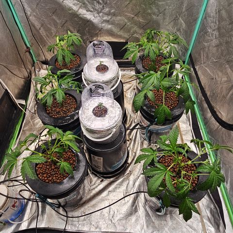 Vibes #3 growlog timeline photo