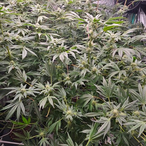 Wine Mom Ithacan Genetics  growlog timeline photo