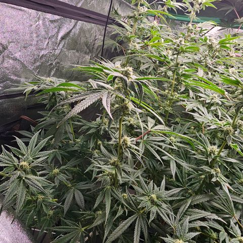 Wine Mom Ithacan Genetics  growlog timeline photo
