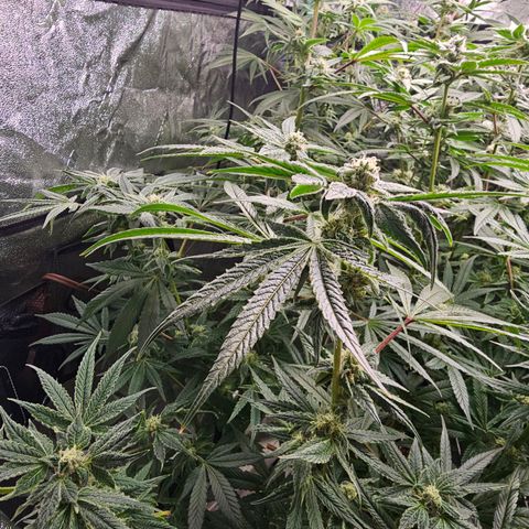 Wine Mom Ithacan Genetics  growlog timeline photo