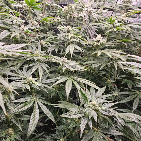 Wine Mom Ithacan Genetics  growlog timeline photo