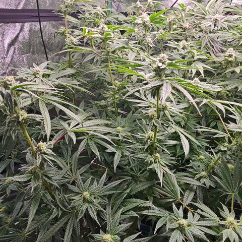 Wine Mom Ithacan Genetics  growlog timeline photo