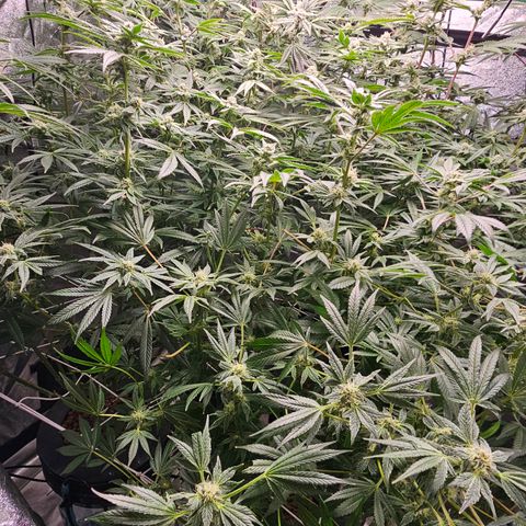 Wine Mom Ithacan Genetics  growlog timeline photo