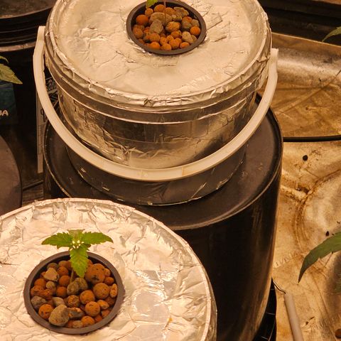 Vibes #3 growlog timeline photo