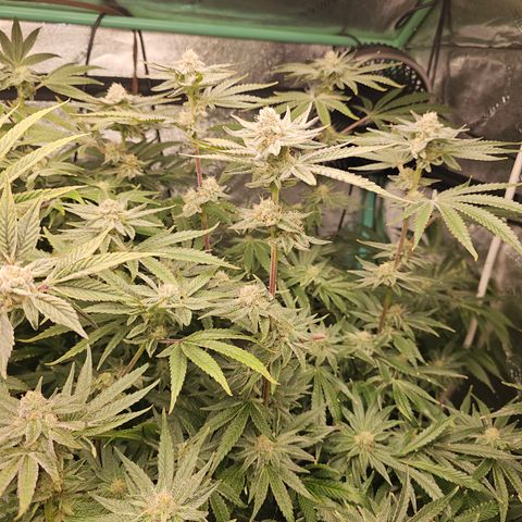 Wine Mom Ithacan Genetics  growlog timeline photo